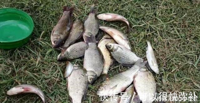 神经素|给你提个醒,秋钓只需牢记这三个调整,不吹不捧,一周至少钓五次!