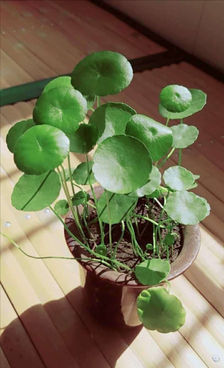 5种“养不死”的花,遇到土就能活,养死它的,建议别养花了!