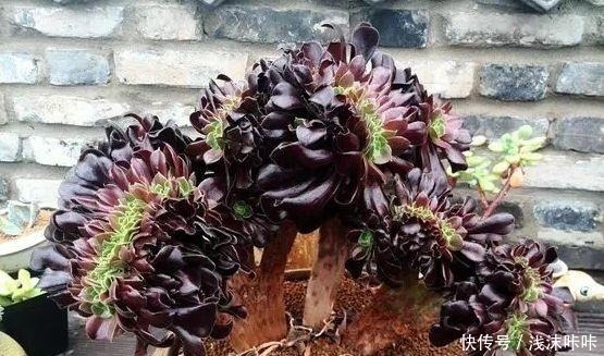 养黑法师,这个细节别忽视,10个月养成“老桩”,价值增1倍!