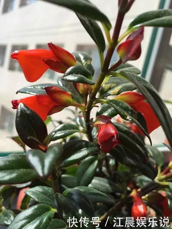 金鱼吊兰|吊兰也能“开红花”,养一盆“嗖嗖”冒花苞,比绿萝漂亮!