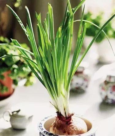 家里的有些东西,扔水里就是一盆郁郁葱葱小盆栽