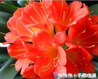 养君子兰根本不要经验,只需在盆里倒入“2粒药”,年年都开花