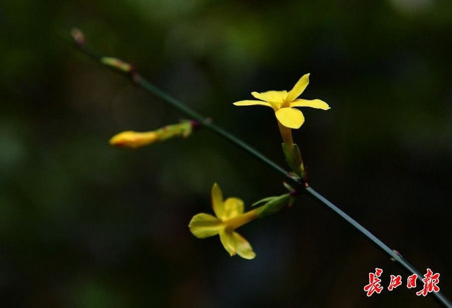 胡颓子|1月大寒时，雪花无约群芳有信