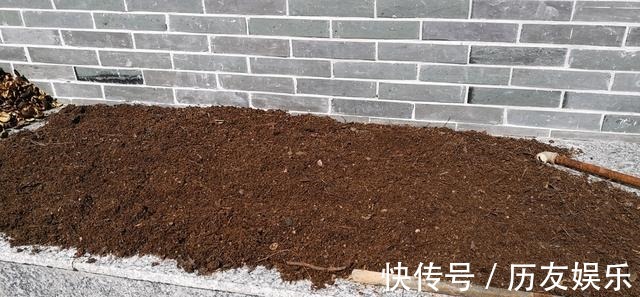 盆栽|室外养杜鹃花,注意5个“细节”,枝繁叶茂,开花满枝,长成老桩
