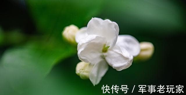 花朵|茉莉花的花期里,以下事情不能做,不然花苞会不停地脱落