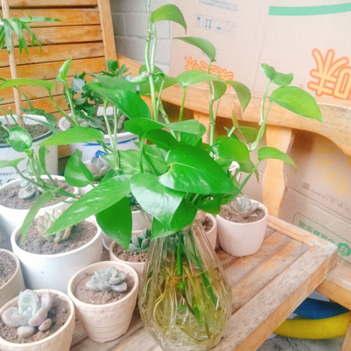 养3种花，不用土只用水，也能长成绿窗帘