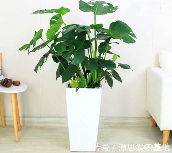 浇水|5种“旺财花”，建议客厅养一盆，净化空气，格调高雅上档次