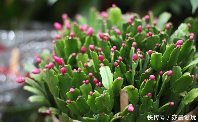 冬天|冬天蟹爪兰开花为什么叶子打蔫?分析这几个原因,对照解决办法!