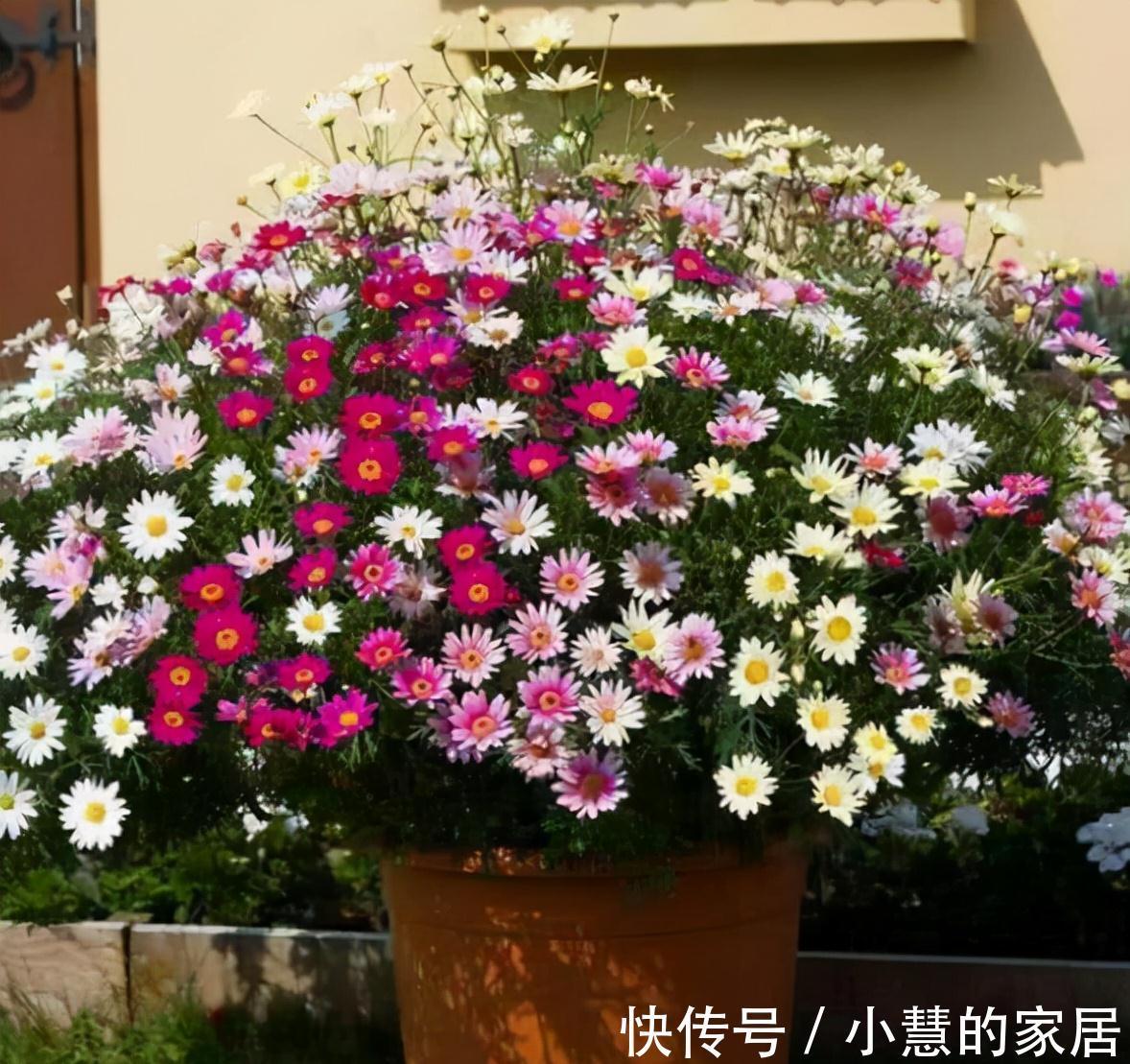 新芽|5种漂亮花,现在赶紧剪几刀,新叶新芽一起长,花朵轻松开满枝