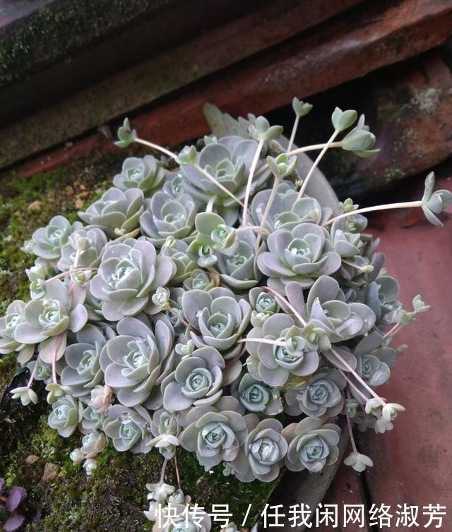 养多肉,不讲究,风风雨雨,依然安好