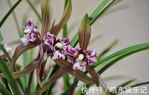 养殖兰花时，谨记僵苗的6个原因和救治办法，解决好了，苗壮芽旺