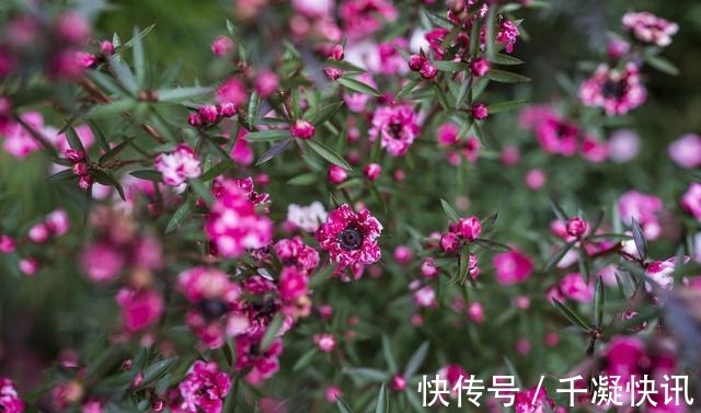 花朵|4种“劳模花”，花期365天全年不休，养在室内一整年都有花赏