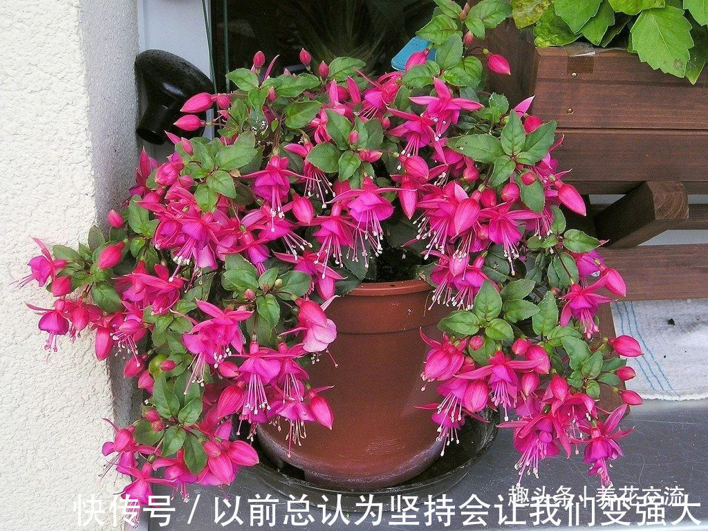 倒挂金钟盆栽买回家过几天就蔫了，花苞不断掉，啥情况呢