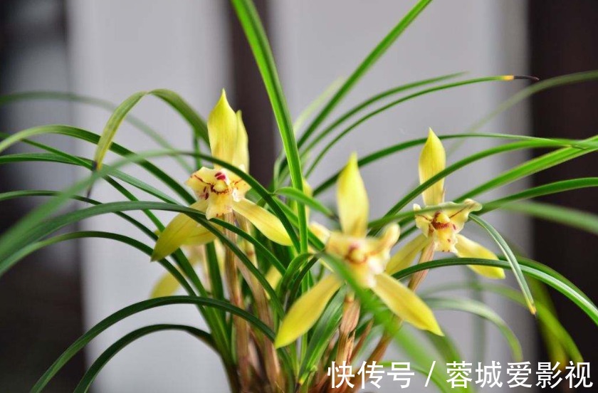 肥料|君子爱兰,苗易养,花难开!新手试试这“4点”,年年开花很简单