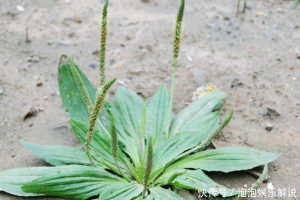 农村随处可见的车前草，除了止咳祛痰，对身体还有4大好处