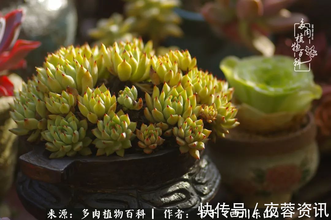 夏天|夏天日晒雨淋,秋老虎来势汹汹,你的多肉准备好逆袭了吗