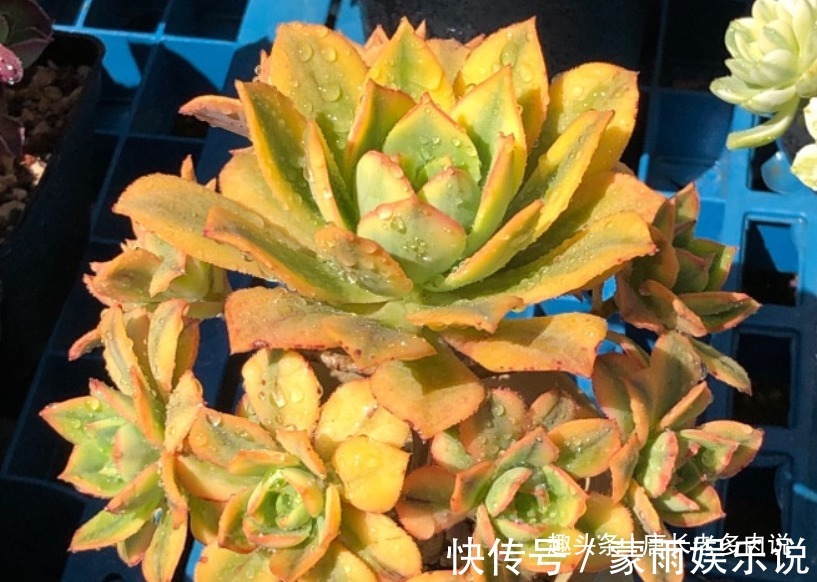 度夏|多肉星爆法师一年四季颜值在线,夏天不用操心也能轻松度夏