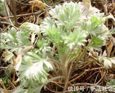 茵陈蒿|农村此野草炒肉吃,健脾养胃,清肝利胆,谁吃谁受益