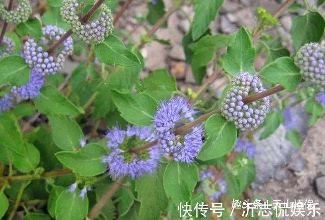 适应能力|农村这野草叫“山薄荷”,对皮肤瘙痒有帮助,遇见记得采摘回家