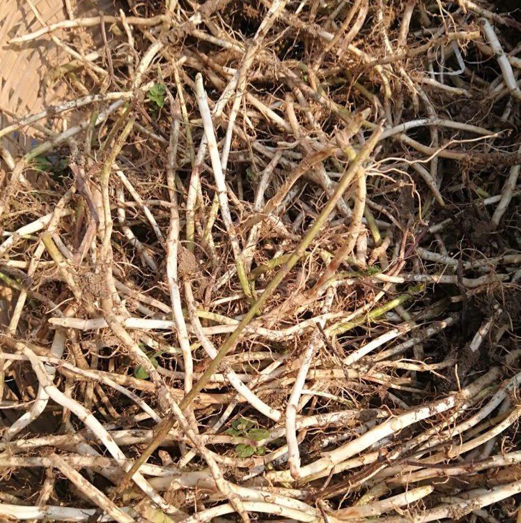  介绍|57种香料特性介绍喜欢的收藏