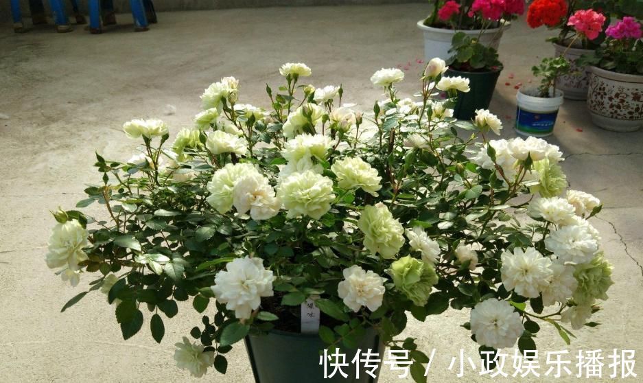 机器|此盆栽植物号称开花机器，全年都开花，种植容易，室内也能种