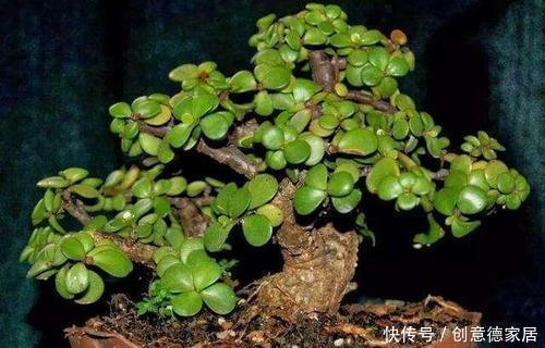 金枝玉叶|养金枝玉叶，了解掌握几个要点，枝干粗壮，长成老桩盆景！