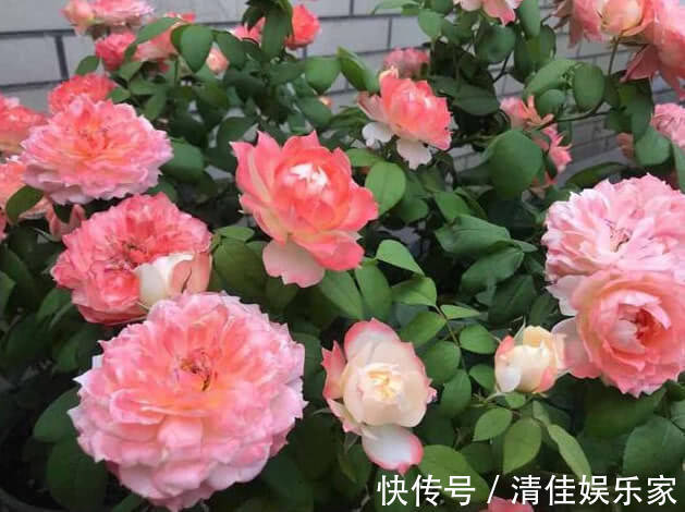 枝条|让“月季”开花不断学会3个方法，花芽嗖嗖冒，花大色艳开满盆