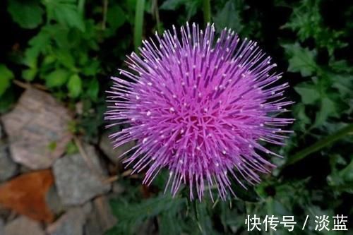 刺儿菜|这“野菜”补钙效果好,能清热解毒,却让人很“讨厌”,你吃过吗