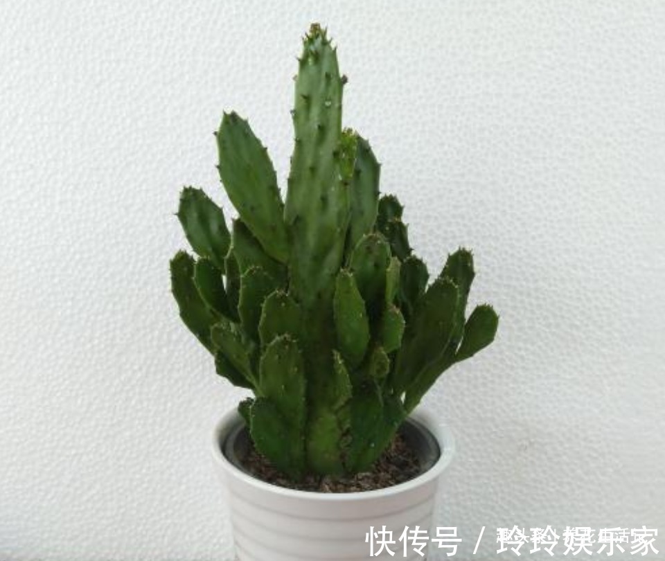 花友|不会繁殖仙人掌，按照方法进行扦插，生根速度快成活率高！