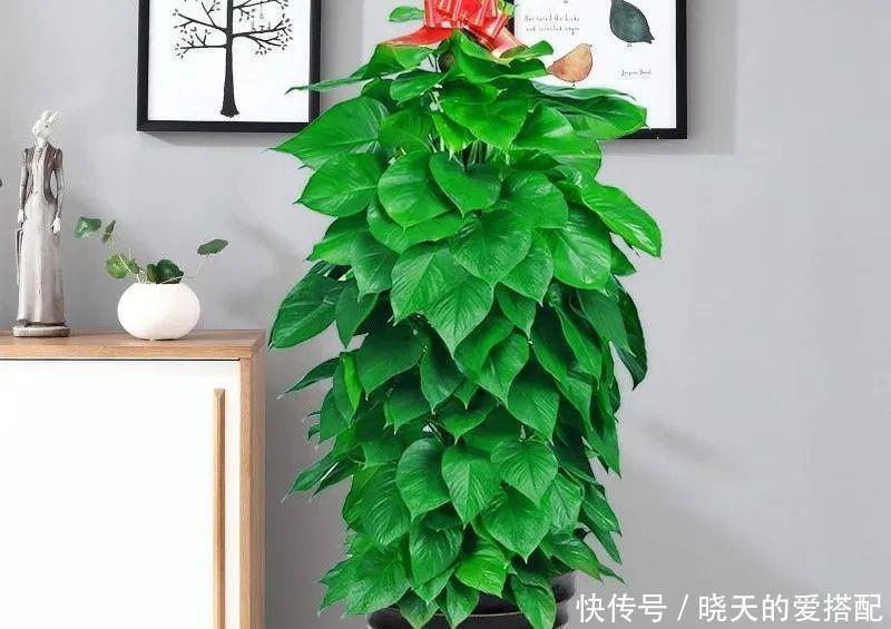 绿萝样式品种原来这么多，来看看你都认识哪一种，有没有惊艳到你