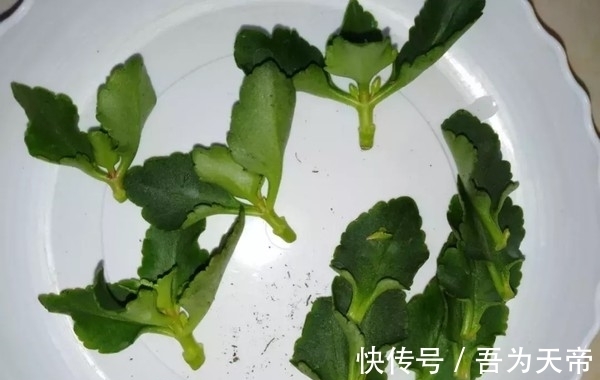 怎么提升扦插育苗的成功率?关键点全藏在这7步操作里