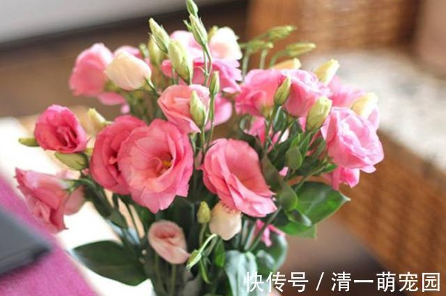 世界四大名花之一“洋桔梗”,比玫瑰还美,花开四季,阳台也能种