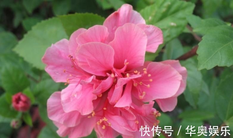 月季|适合养在室内的5种花,给点阳光就灿烂,开花爆盆很简单,真漂亮