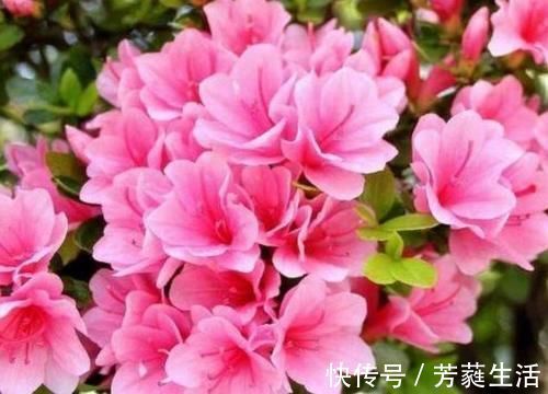 美色|几种花养在家里，一整年都有好运气，花美色艳，花儿轻松开爆盆