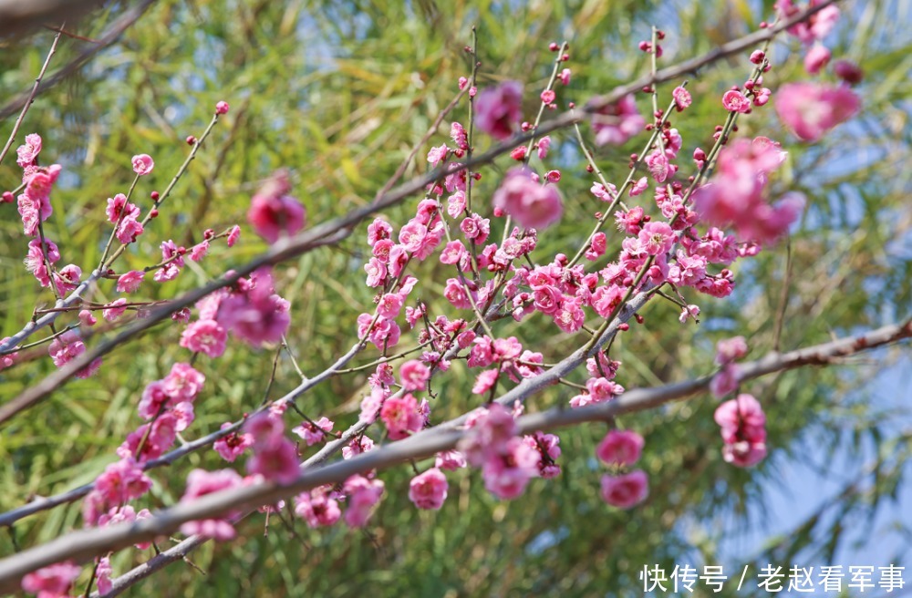 赏景啦！新年添喜色，西昌湿地公园梅花绽放