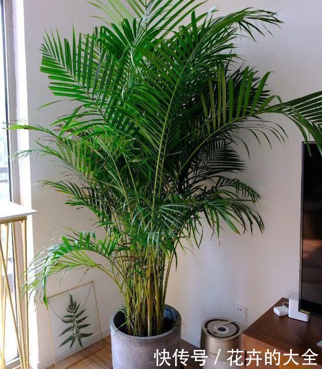 此7种健康花，养家里空气清新病菌少，看看你家有吗