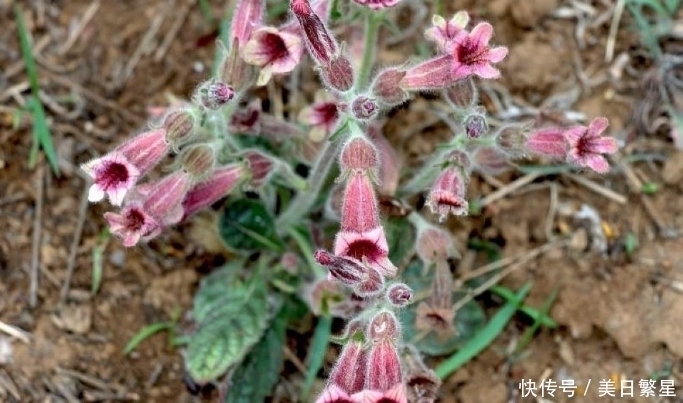 入药|它是“四大仙药”之一,若长在你家屋顶,是你福气,别以为是杂草