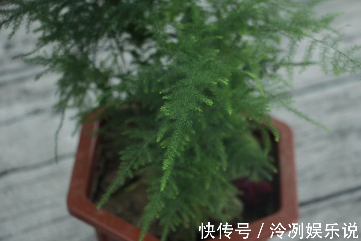 给文竹照这法子养，几星期结出上百个果，邻居羡慕的直拍照！