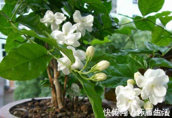 现在逛花市5种花不要买，虽然很漂亮，但是养活难度大，白花钱