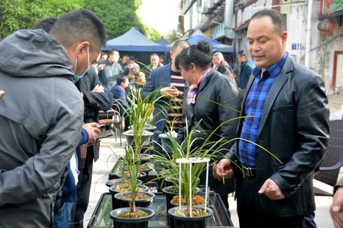 城市趣闻，你知道广元有多少人喜欢兰花？来嘉陵广场你就知道了！