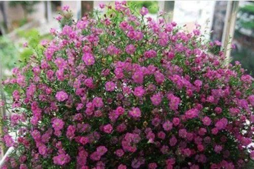 爆起|4种小花,花朵虽小,爆起盆来不含糊,跟着养护专家学起来吧