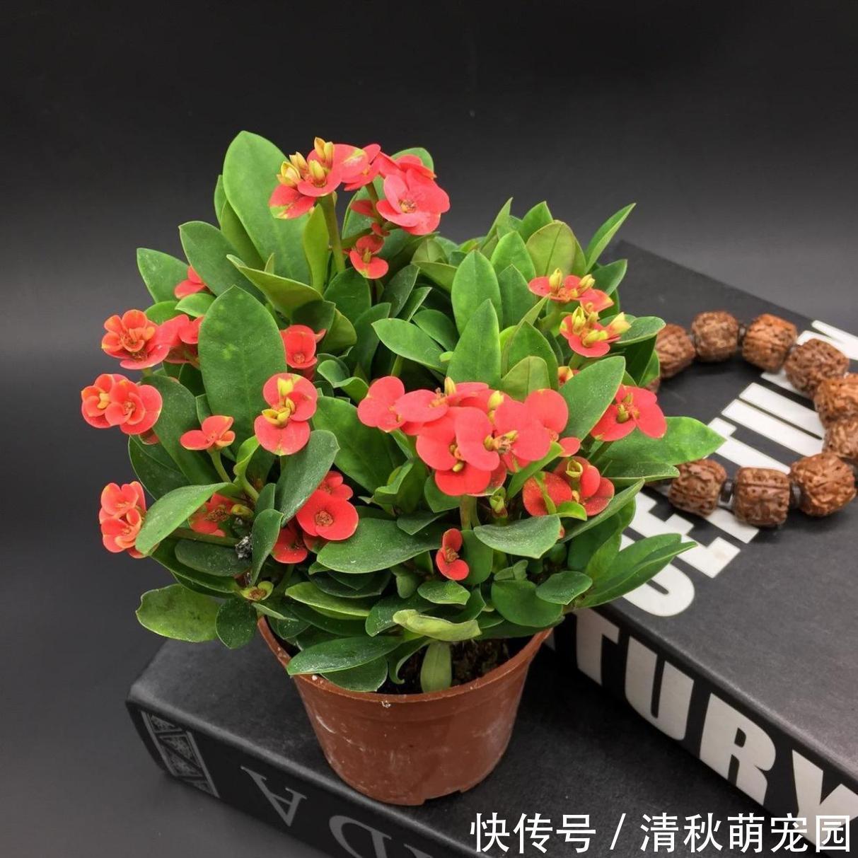 怎么让虎刺梅一年四季开花?家庭盆栽掌握住3点,满树花形如蝴蝶