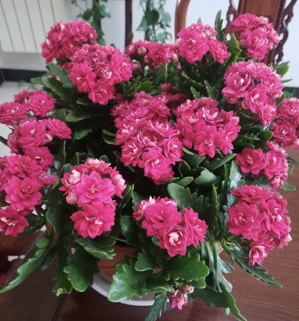 进入11月中旬，长寿花冒出花芽，别做“3件”错事，小心全毁了