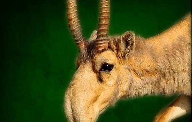 动物|一百年来,中国灭绝了多少动物?