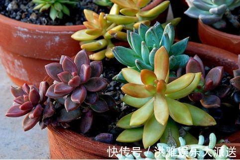 多肉植物|碰到这几种情况,多肉别浇水了!多浇一点就死翘翘