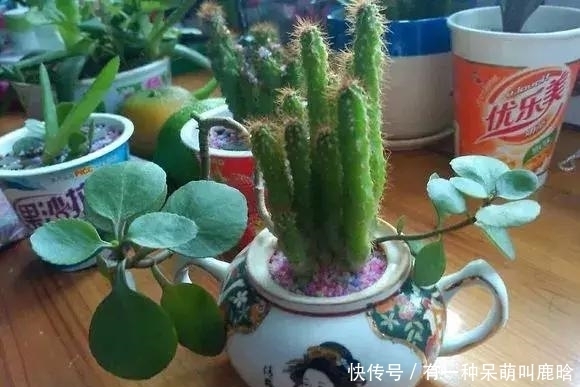 邻居捡破烂养花,全家都反对,栽上花后都笑了!