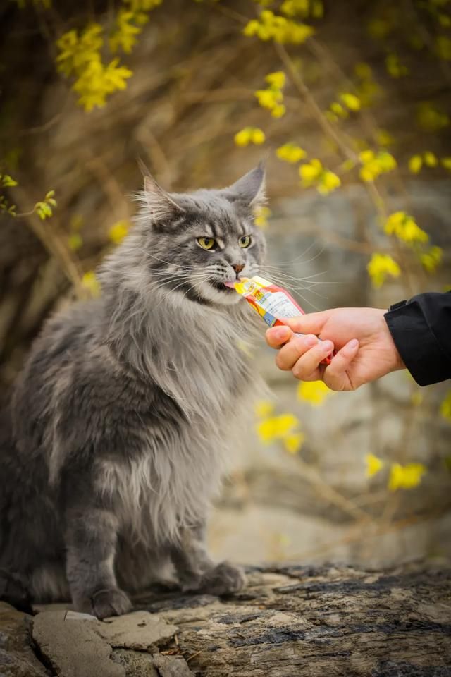 走呀！和猫一起去踏青吧