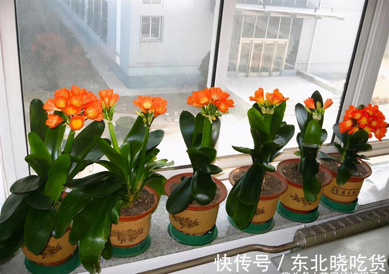 叶片|养君子兰时,当叶片出现这9种异状,能快速找出病因,及时解决