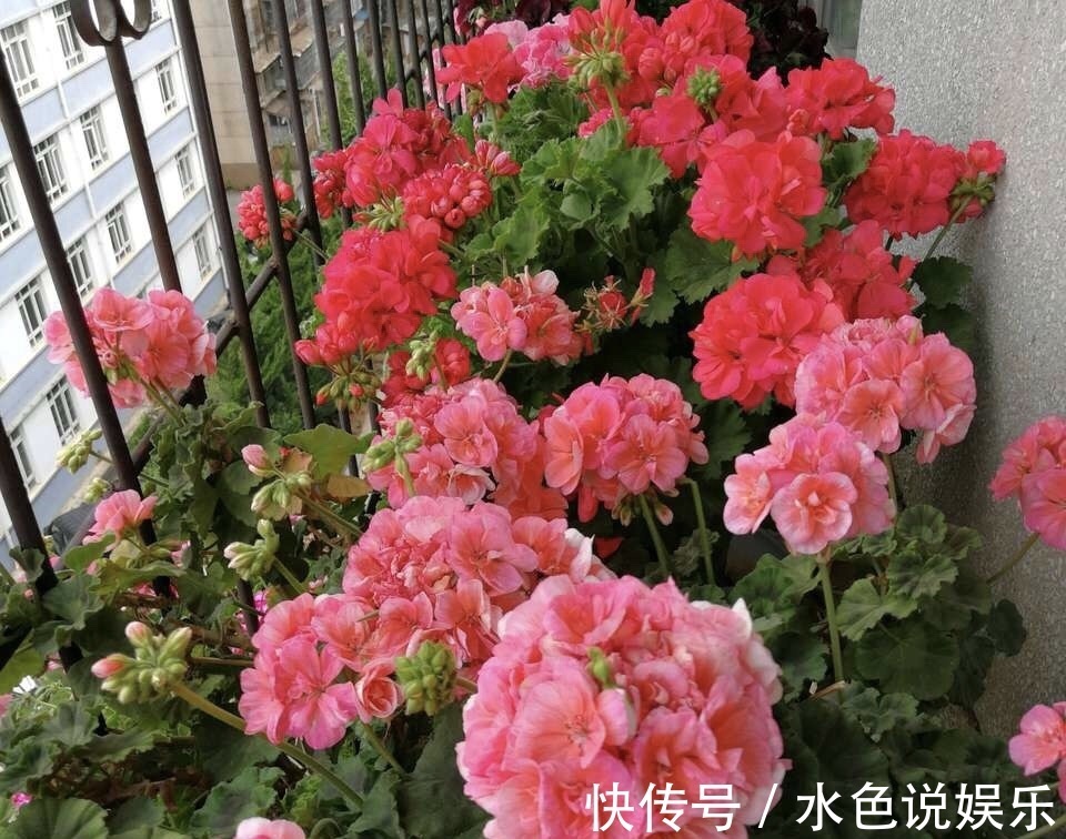 此3种花，颜值高、开花旺，轻松开成“大花球”，养花人都喜欢