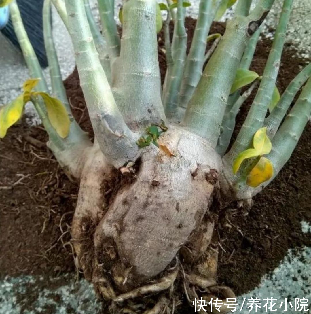 发财树|5种花，就得小盆养，花盆越小，长得越旺